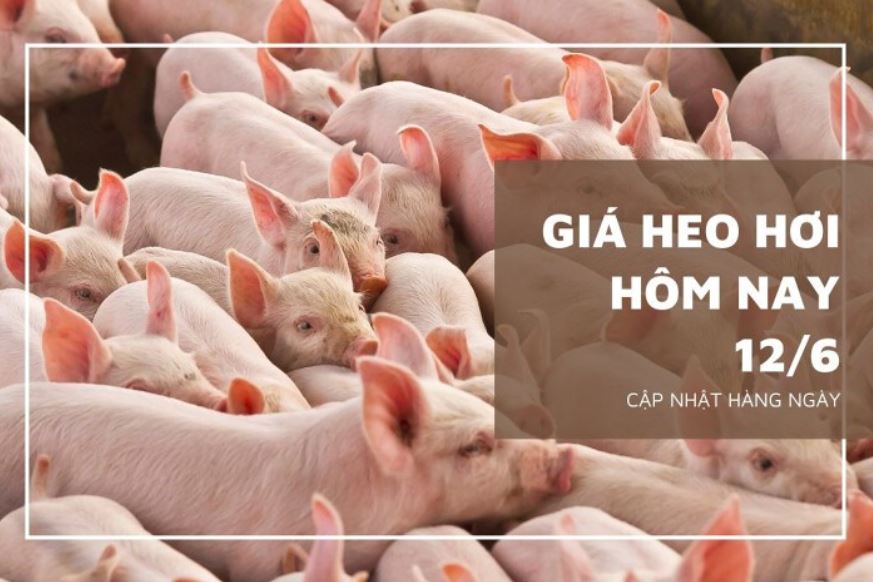 Giá heo hơi hôm nay 12/6/2024: Giữ ở mức ổn định, cao nhất ớ mức 71.000 đồng/kg